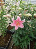 [5233 Sorbonne 2N No01.JPG]